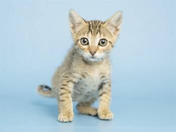 Domestic Short Hair Cats Available for Adoption in Phoenix, Arizona - SALAMI | PetCurious