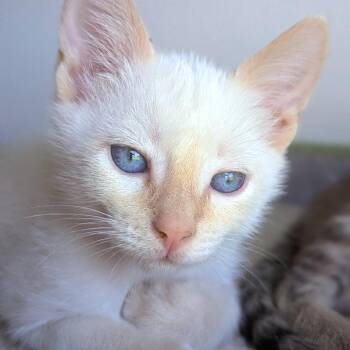Virgil -  Domestic Short Hair Cat for Adoption in Meridian, Idaho - Virgil | PetCurious