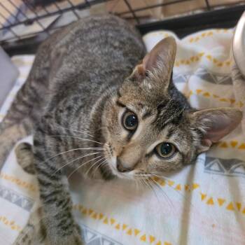Mitchell -  American Shorthair Cat for Adoption in Melrose, Florida - Mitchell | PetCurious