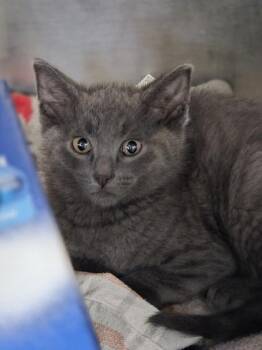 Donnie -  Domestic Short Hair Cat for Adoption in Westland, Michigan - Donnie | PetCurious