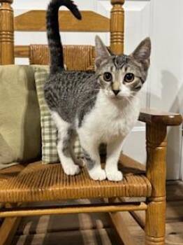 Ziva -  Domestic Short Hair Cat for Adoption in Effingham, Illinois - Ziva | PetCurious