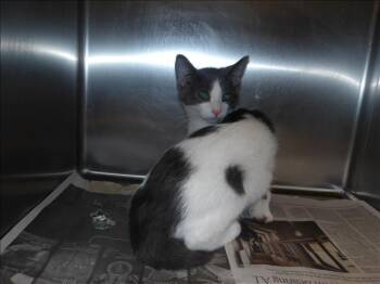 Domestic Short Hair Cats Available for Adoption - Sven | PetCurious