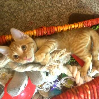 Pacha -  Domestic Short Hair Cat for Adoption in Tempe, Arizona - Pacha | PetCurious