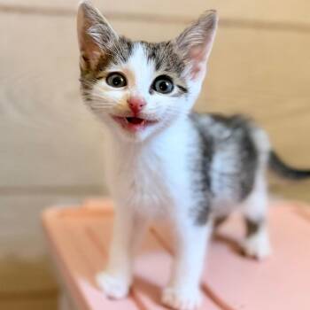 Zero -  Domestic Short Hair Cat for Adoption in Green Bay, Wisconsin - Zero | PetCurious