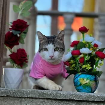 Domestic Short Hair Cats Available for Adoption - Bob | PetCurious