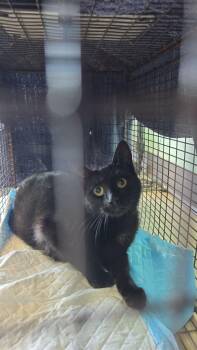 April -  Domestic Short Hair Cat Available for Adoption in New Braunfels, Texas - April | PetCurious