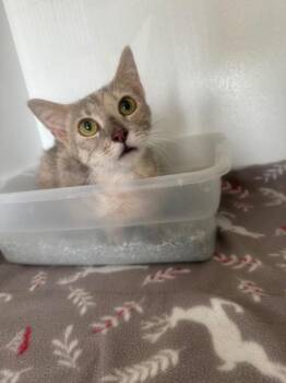Mai-Tai -  American Shorthair Cat for Adoption in Van Wert, Ohio - Mai-Tai | PetCurious