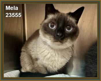 MELA (see also HUNTER) -  Domestic Short Hair and Siamese Cat for Adoption in Marietta, Georgia - MELA (see Also HUNTER) | PetCurious