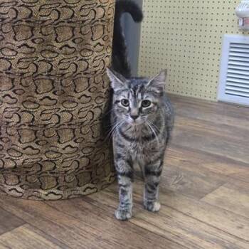 Macchiato -  Domestic Short Hair Cat for Adoption in Phoenixville, Pennsylvania - Macchiato | PetCurious