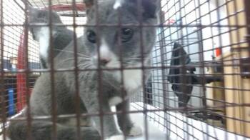 FIONA -  Domestic Short Hair Cat for Adoption in Doral, Florida - FIONA | PetCurious