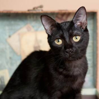 Damita de Mayo -  Bombay and Domestic Short Hair Cat for Adoption in Friendswood, Texas - Damita De Mayo | PetCurious