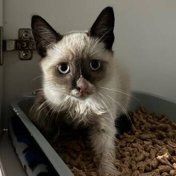 Mr. Bones -  Snowshoe and Siamese Cat for Adoption in NEW PT RICHEY, Florida - Mr. Bones | PetCurious