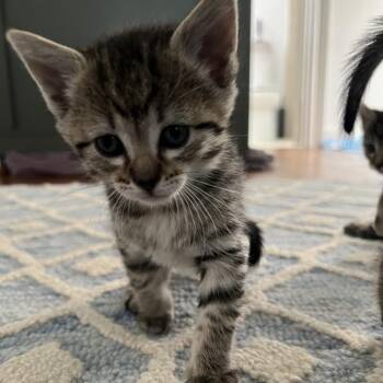Lune -  Domestic Short Hair Cat Available for Adoption in Houston, Texas - Lune | PetCurious