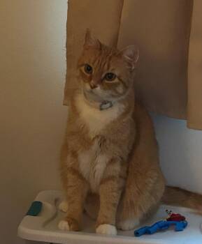 Pumpkin Medvetz - Courtesy Listing -  Domestic Short Hair Cat for Adoption in Stowe, Pennsylvania - Pumpkin Medvetz - Courtesy Listing | PetCurious