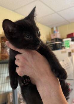 Hershey -  Domestic Short Hair Cat for Adoption in Staley, North Carolina - Hershey | PetCurious