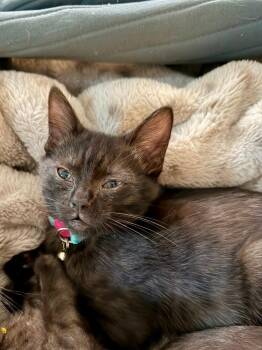 Padme -  Domestic Short Hair Cat for Adoption in The Woodlands, Texas - Padme | PetCurious