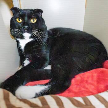 British Shorthair Cats Available for Adoption in South Elgin, Illinois - Diamond | PetCurious