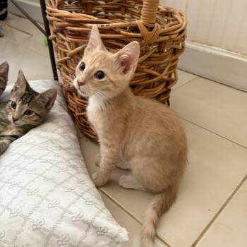 Benji -  Domestic Short Hair Cat for Adoption in Boca Raton, Florida - Benji | PetCurious
