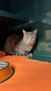 Rescue Domestic Short Hair Cats for Adoption in El Paso, Texas - Charlie | PetCurious