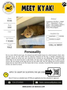 Domestic Short Hair Cats Available for Adoption in Evans City, Pennsylvania - Kyak | PetCurious