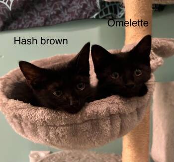 Omellette & Hashbrown -  Bombay Cat for Adoption in Wyandotte, Michigan - Omellette & Hashbrown | PetCurious