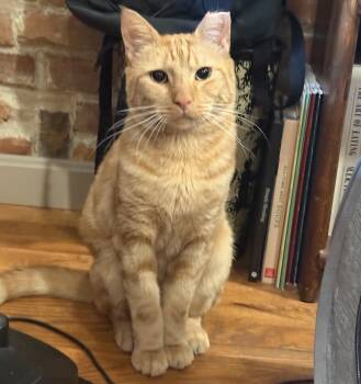 Cid -  Domestic Short Hair Cat for Adoption in Elkton, Maryland - Cid | PetCurious