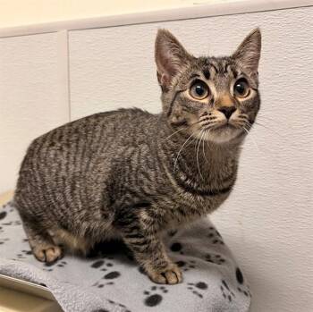 GUMBY -  Domestic Short Hair Cat Available for Adoption in Leesburg, Virginia - GUMBY | PetCurious