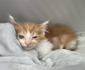 LOKKY -  Domestic Short Hair Cat for Adoption in Dallas, Texas - LOKKY | PetCurious