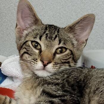 Cobalt -  Domestic Short Hair Cat for Adoption in Grayslake, Illinois - Cobalt | PetCurious