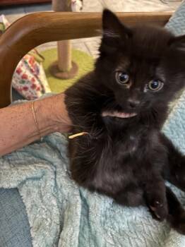 Spunky -  Domestic Short Hair Cat for Adoption in Mustang, Oklahoma - Spunky | PetCurious