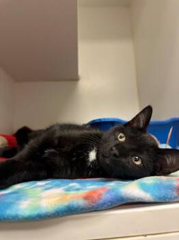 Jinx (Jackson) -  Domestic Short Hair Cat for Adoption in Johnson City, Tennessee - Jinx (Jackson) | PetCurious