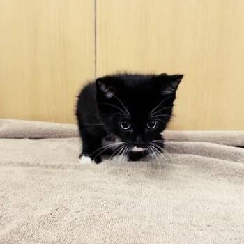 Blu -  Domestic Short Hair Cat for Adoption in Brentwood, Missouri - Blu | PetCurious