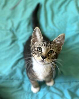 SUPER NEEDY kitten -LOVES kids & pets -  Domestic Short Hair Cat for Adoption in Port Orange, Florida - SUPER NEEDY Kitten -LOVES Kids & Pets | PetCurious