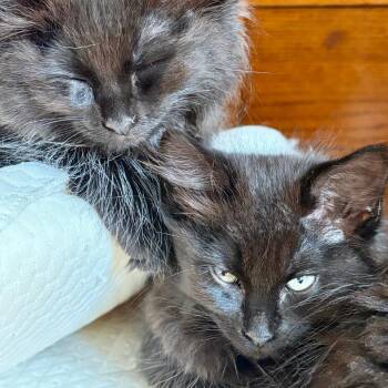 Poof Salad(g) -  Domestic Long Hair Cat for Adoption in Denver, Colorado - Poof Salad(g) | PetCurious