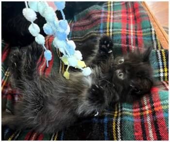 Miso -  Domestic Medium Hair Cat for Adoption in Oak Ridge, Tennessee - Miso | PetCurious