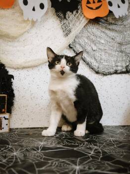 Rescue Tuxedo and Domestic Short Hair Cats for Adoption - Georgia And Ginny (Sisters) | PetCurious