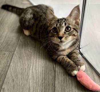Kris -  Domestic Short Hair Cat for Adoption in Hudson, New York - Kris | PetCurious