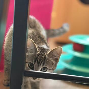 Eleanor Roosevelt -  Domestic Short Hair Cat for Adoption in West Des Moines, Iowa - Eleanor Roosevelt | PetCurious