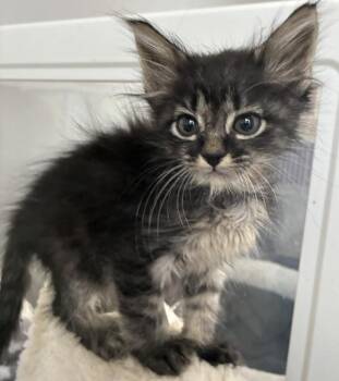 Jax -  Domestic Short Hair Cat for Adoption in Vancouver, Washington - Jax | PetCurious