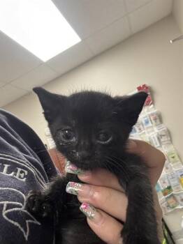 Domestic Short Hair Cats Available for Adoption in Pasadena, Texas - A184844 | PetCurious