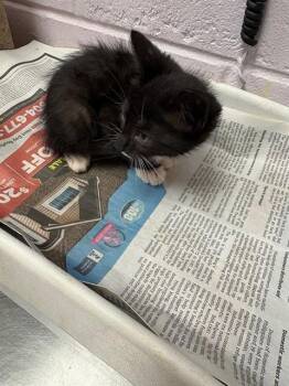 FERBERT -  Domestic Short Hair Cat for Adoption in Jacksonville, Florida - FERBERT | PetCurious