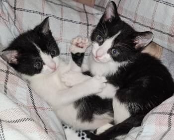 Rescue Tuxedo Cats for Adoption in Indian Land, South Carolina - Hugo & Vera | PetCurious