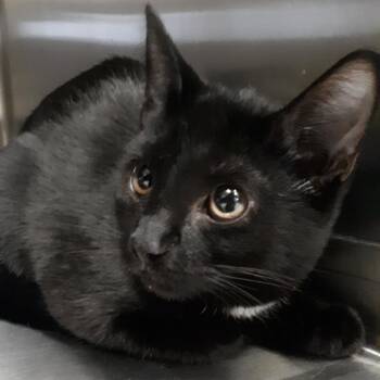 Domestic Short Hair Cats Available for Adoption - Bard | PetCurious