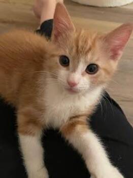 Cracker Jack -  Domestic Short Hair Cat for Adoption in Kenhorst, Pennsylvania - Cracker Jack | PetCurious