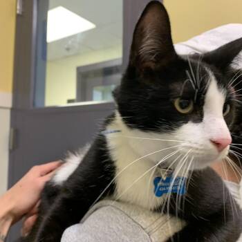 Domestic Short Hair Cats Available for Adoption in Charlottesville, Virginia - Damien | PetCurious