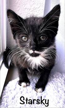 Starsky -  Tuxedo Cat for Adoption in Fort Myers, Florida - Starsky | PetCurious