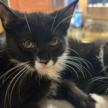Violet -  Tuxedo Cat for Adoption in Lambertville, New Jersey - Violet | PetCurious