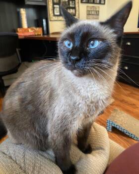 Suzie -  Siamese Cat for Adoption in Nacogdoches, Texas - Suzie | PetCurious