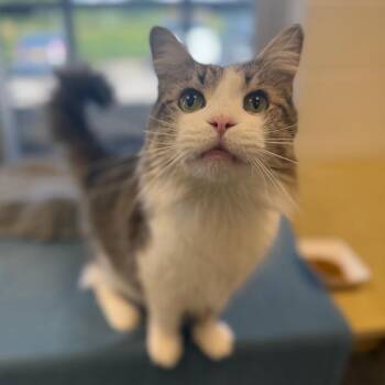 Marmalade -  Domestic Short Hair Cat for Adoption in Fairport, New York - Marmalade | PetCurious