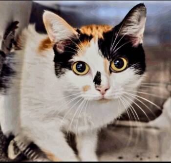 Rescue Domestic Short Hair Cats for Adoption in Magnolia, Texas - Sindel | PetCurious